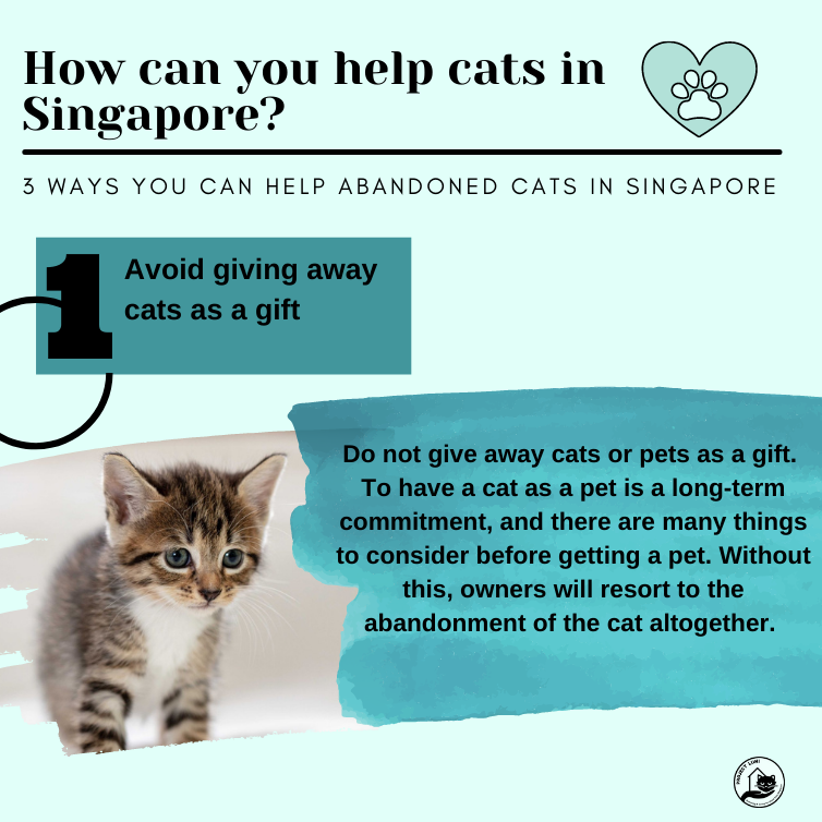 digital marketing solution for cats in Singapore